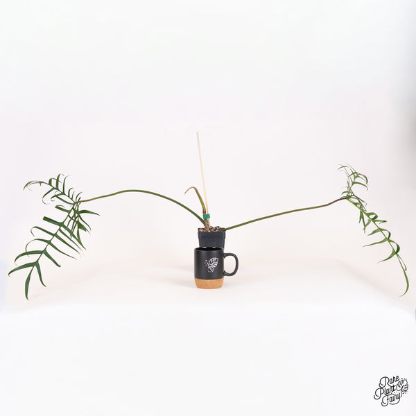 Philodendron Polypodioides (wk52-K)