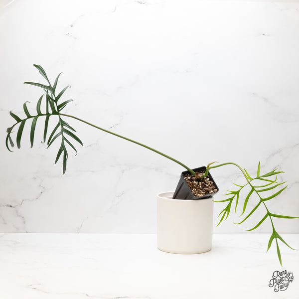 Philodendron polypodioides (wk5-O)