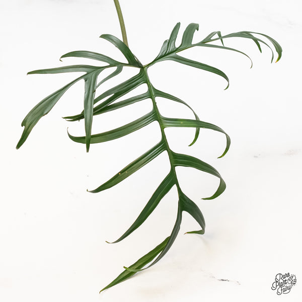 Philodendron polypodioides (wk5-O)