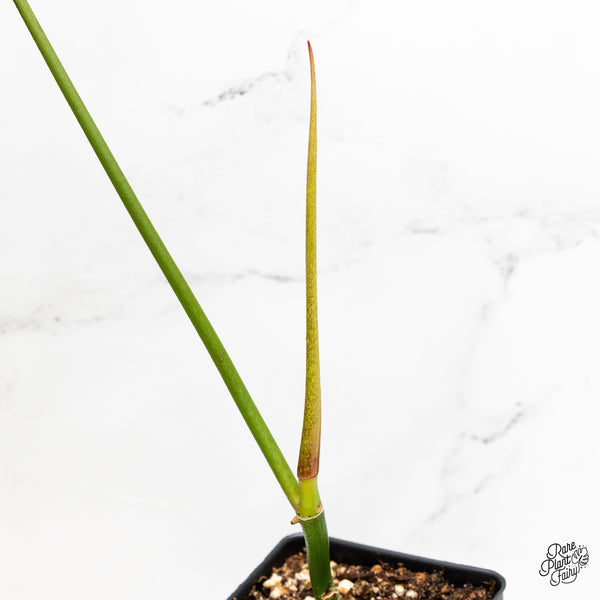 Philodendron polypodioides (wk5-O)