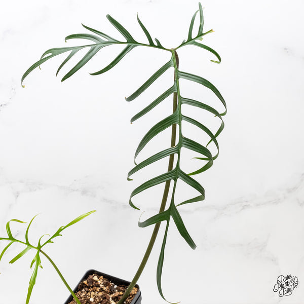 Philodendron polypodioides (wk5-P)