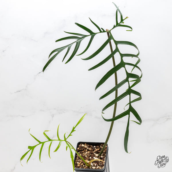 Philodendron polypodioides (wk5-P)