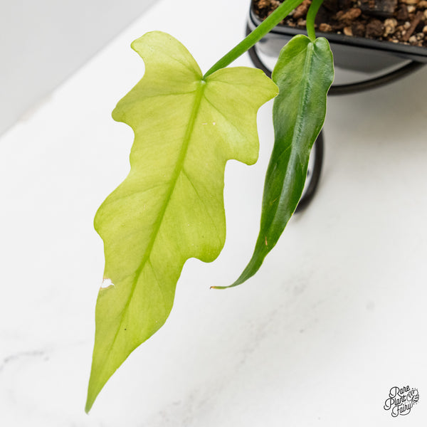 Philodendron Radiatum Mint variegated (wk1-UA)