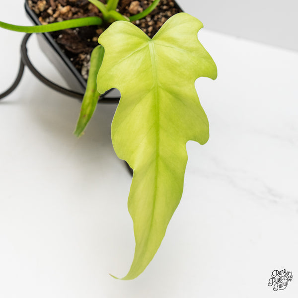 Philodendron Radiatum Mint variegated (wk1-UA)