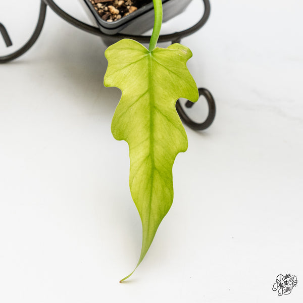 Philodendron Radiatum Mint variegated (wk1-UA)