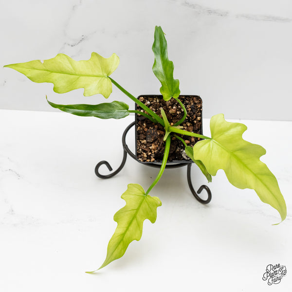 Philodendron Radiatum Mint variegated (wk1-UA)