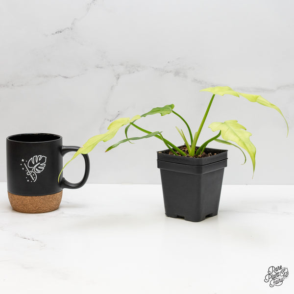 Philodendron Radiatum Mint variegated (wk1-UA)