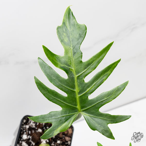 Philodendron radiatum variegated (wk6-UF)