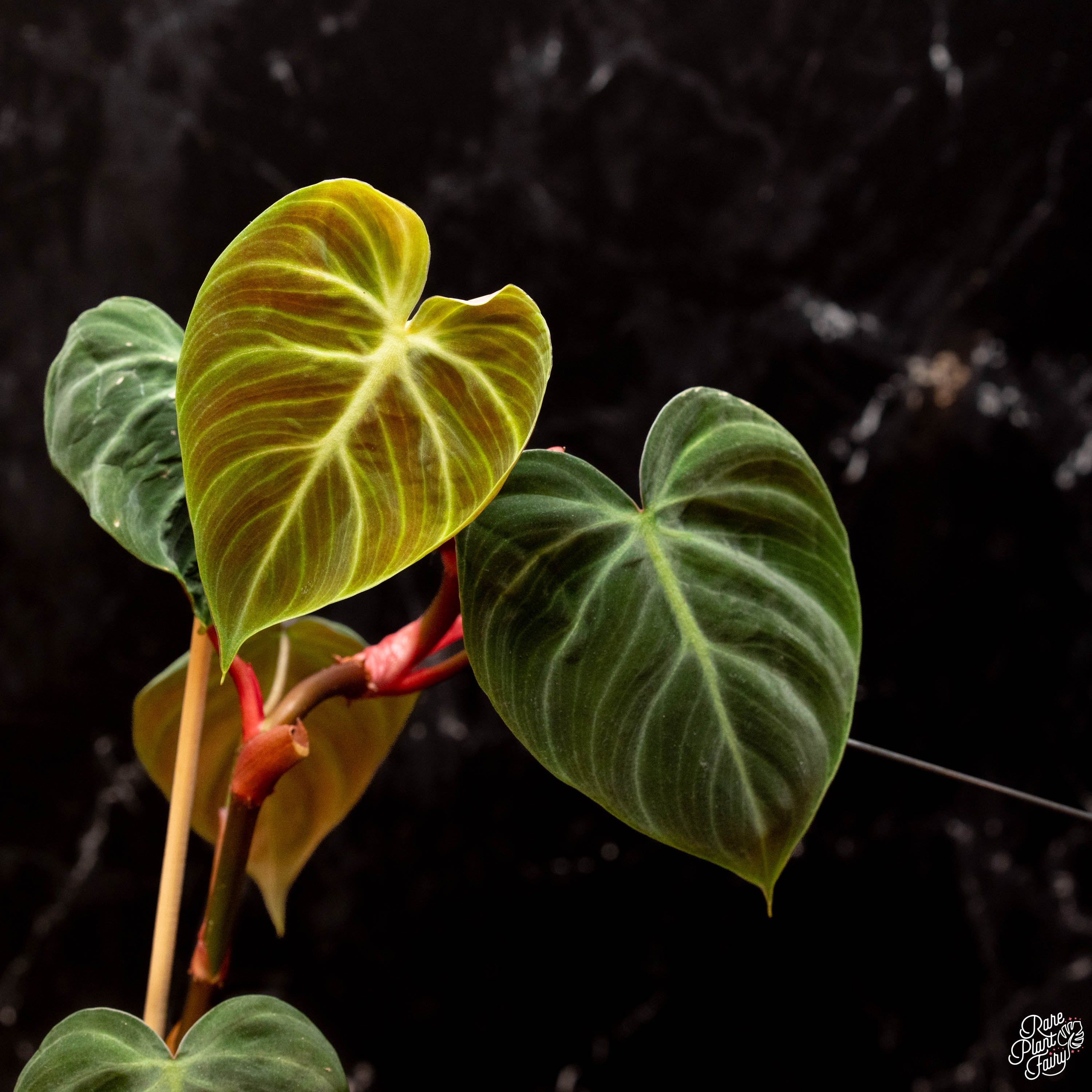 philodendron rubrijuvenile el choco red Philodendron sp. 'El Choco Red' *Growers Choice*