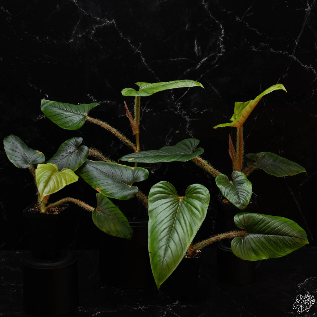 serpens philodendron Philodendron serpens *Grower's Choice* – Rare Plant Fairy