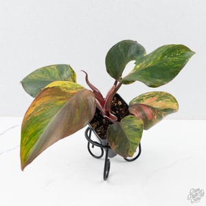Philodendron Erubescens 'Skittles' ('White Knight Quadricolor') (wk26-UF)