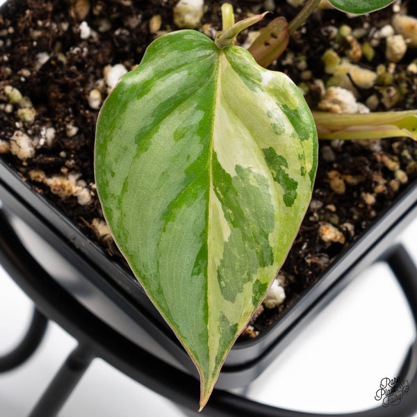 Philodendron Sodiroi Albo Variegated (wk43-H)