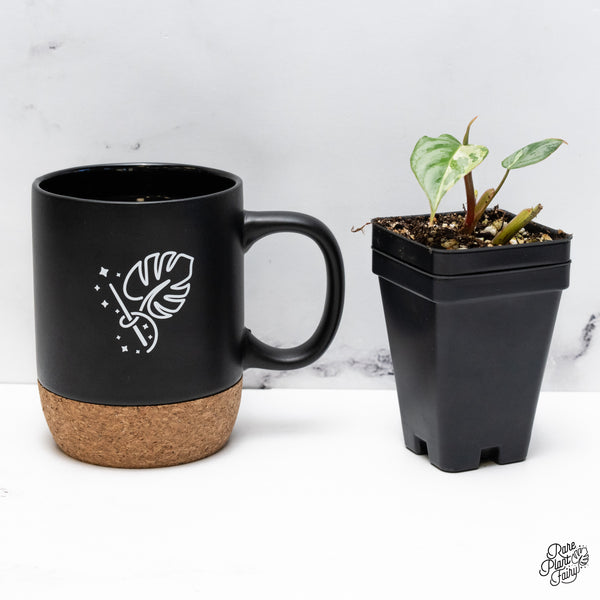 Philodendron Sodiroi Albo Variegated (wk43-H)