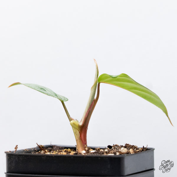 Philodendron Sodiroi Albo Variegated (wk43-H)