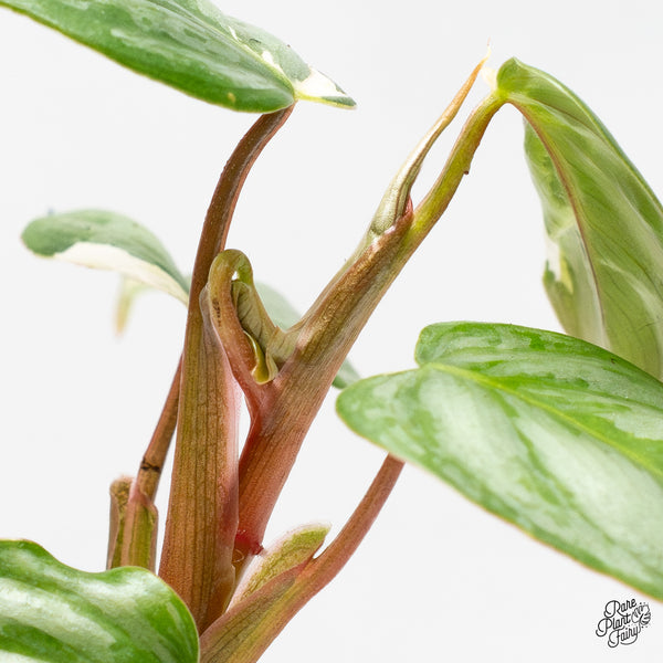 Philodendron Sodiroi Albo Variegated (wk52-UC)