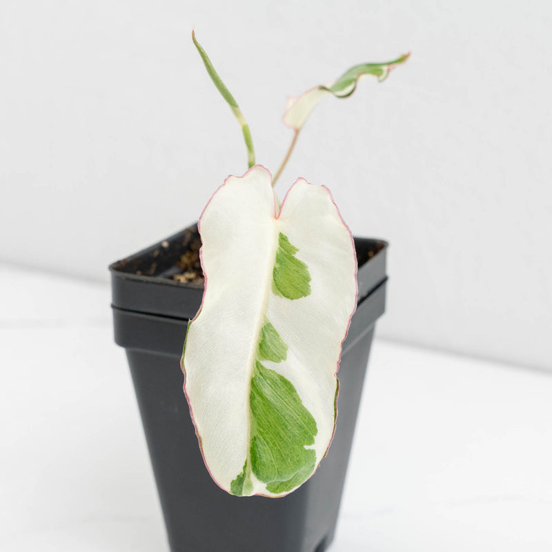 Philodendron 'Paraiso Verde' Albo Variegated (wk12-M)