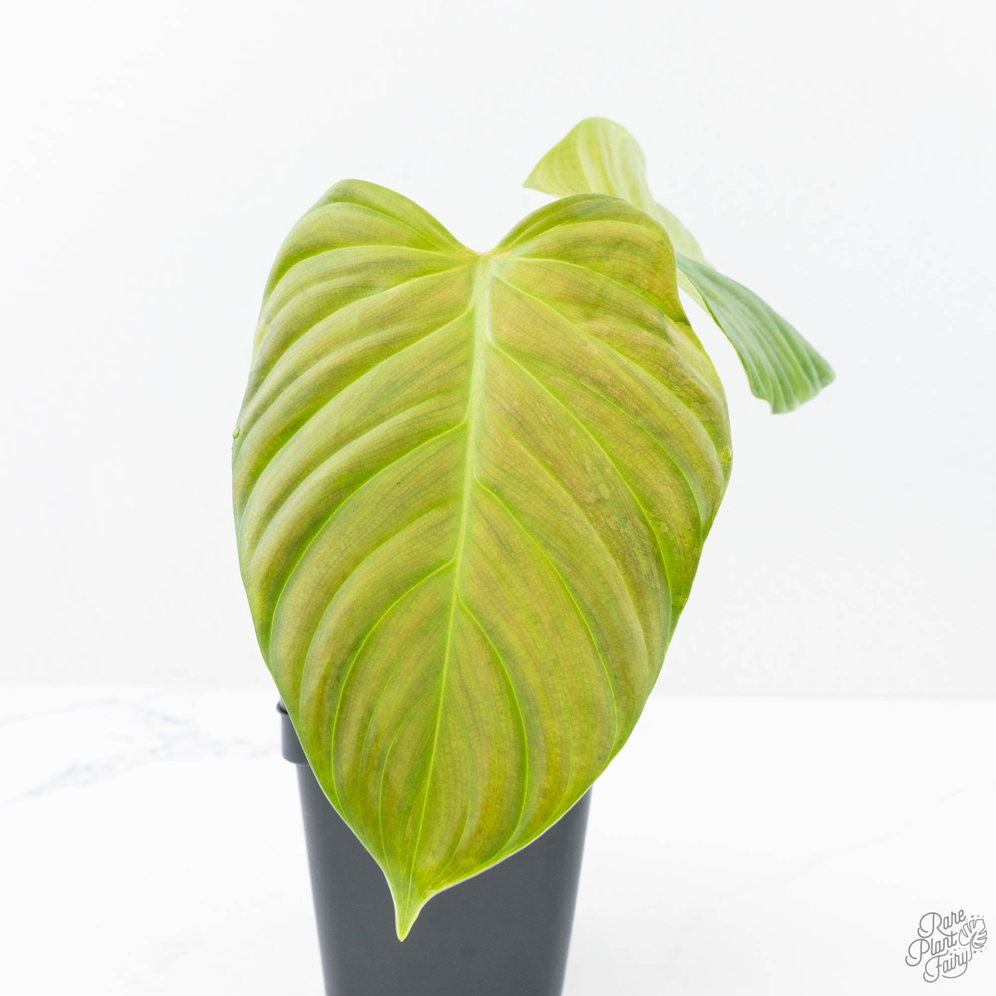 philodendron fuzzy petiole climber Philodendron sp. 'Fuzzy Petiole' variegated (wk21-UN)