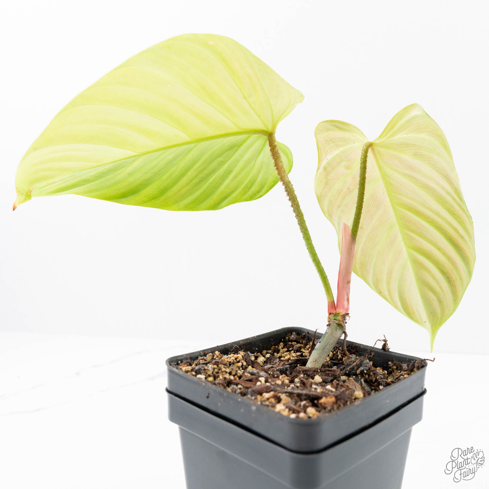 philodendron fuzzy petiole climber Philodendron sp. 'Fuzzy Petiole' variegated (wk21-UN)
