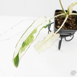 Philodendron 'Paraiso Verde' Albo Variegated (wk18-UG)