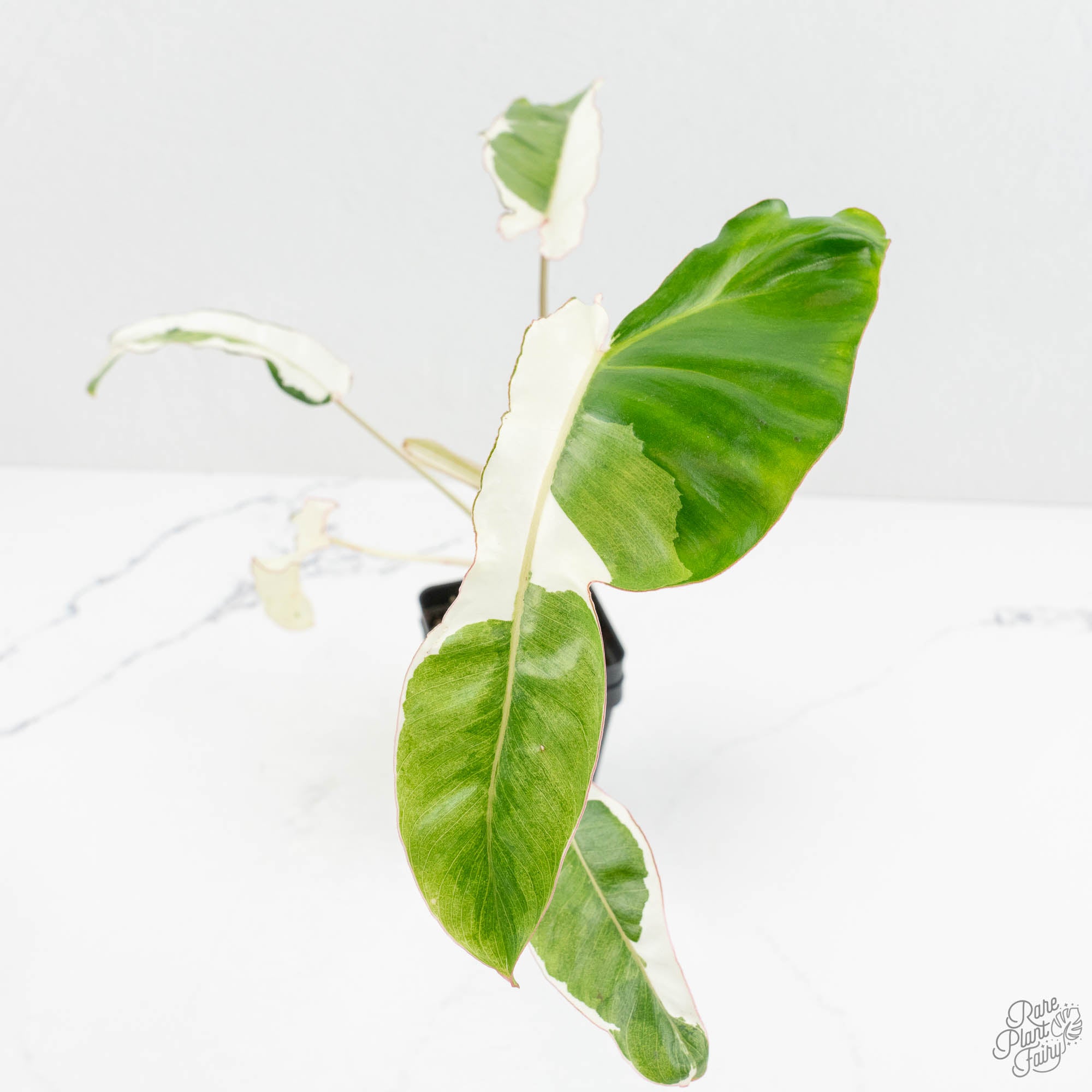 paraiso verde philodendron for sale Philodendron 'Paraiso Verde' Albo Variegated (wk18-UG)