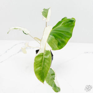 Philodendron 'Paraiso Verde' Albo Variegated (wk18-UG)