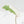Philodendron 'Paraiso Verde' Albo Variegated (wk18-UG)