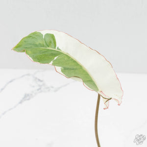 Philodendron 'Paraiso Verde' Albo Variegated (wk18-UG)