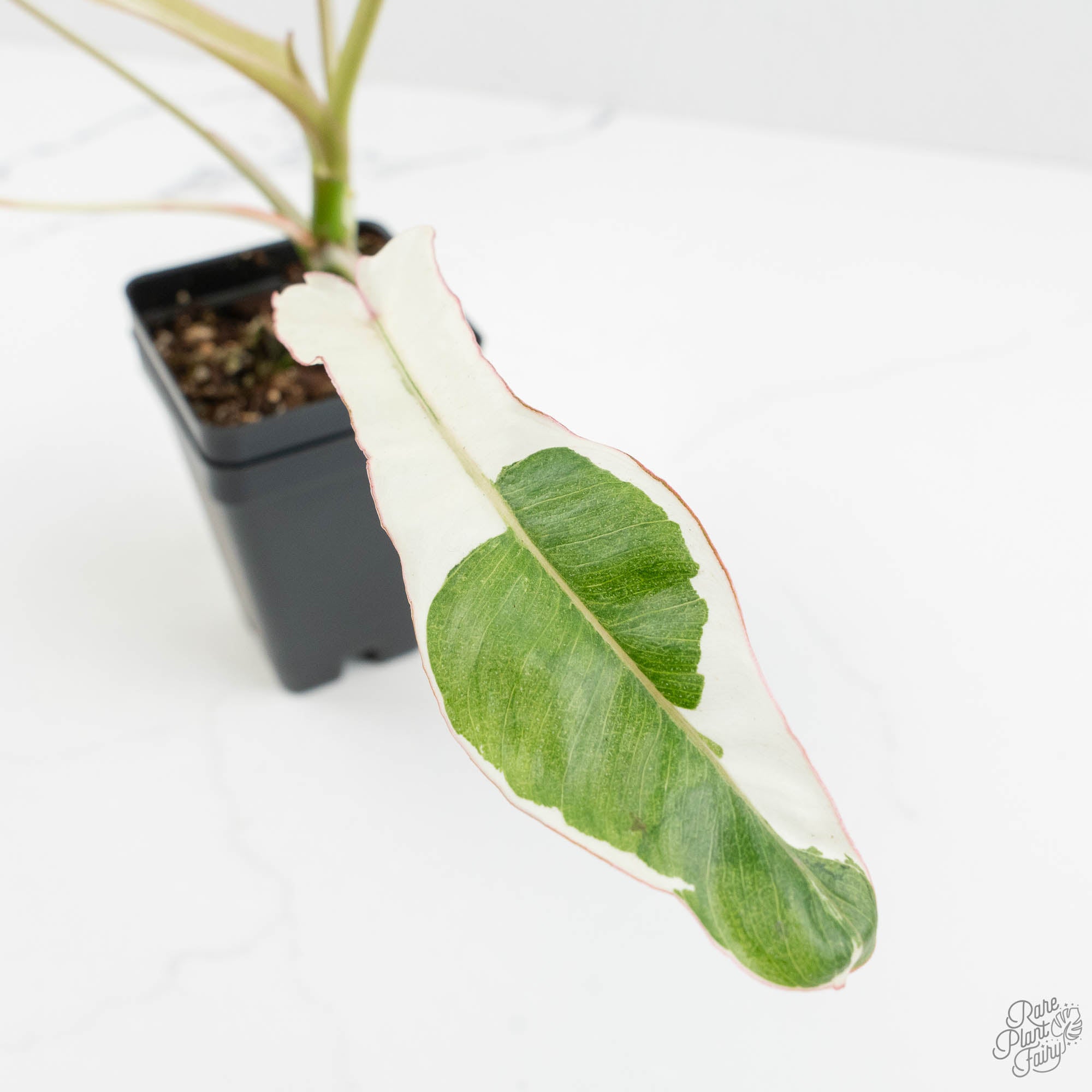 paraiso verde philodendron for sale Philodendron 'Paraiso Verde' Albo Variegated (wk18-UG)