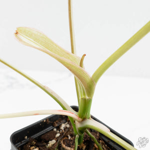 Philodendron 'Paraiso Verde' Albo Variegated (wk18-UG)