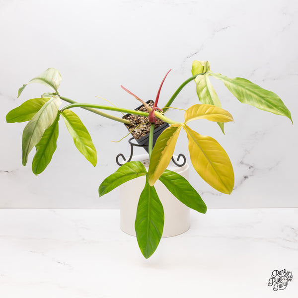 Philodendron Tripartitum Variegated (wk47-UD)