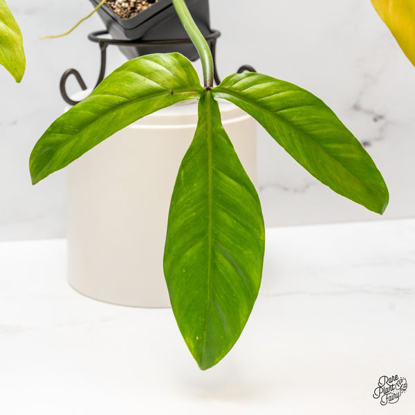 Philodendron Tripartitum Variegated (wk47-UD)