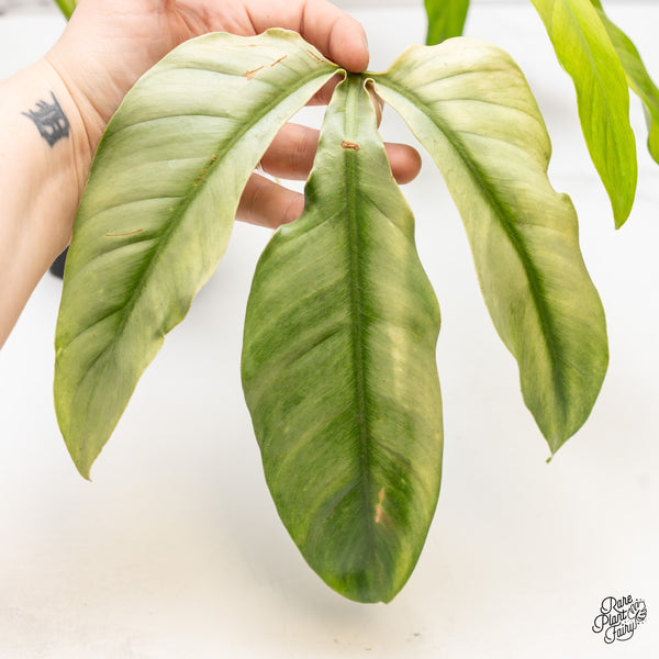 Philodendron Tripartitum Variegated (wk47-UD)