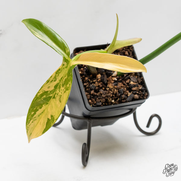 Philodendron Tripartitum variegated (wk1-UB)