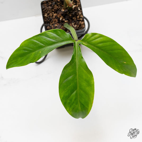 Philodendron Tripartitum variegated (wk1-UB)