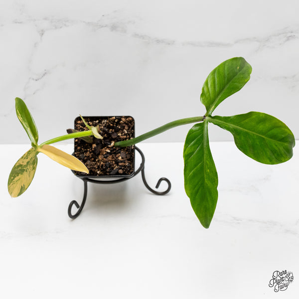 Philodendron Tripartitum variegated (wk1-UB)