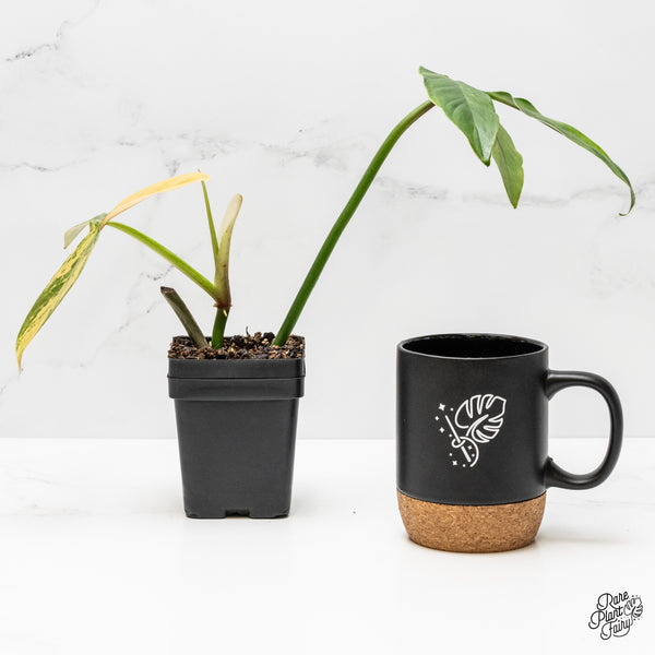 Philodendron Tripartitum variegated (wk1-UB)