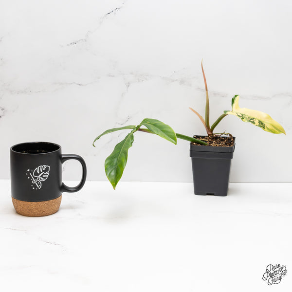 Philodendron Tripartitum variegated (wk2-UK)