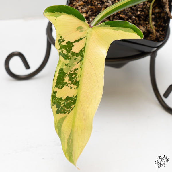 Philodendron Tripartitum variegated (wk2-UK)