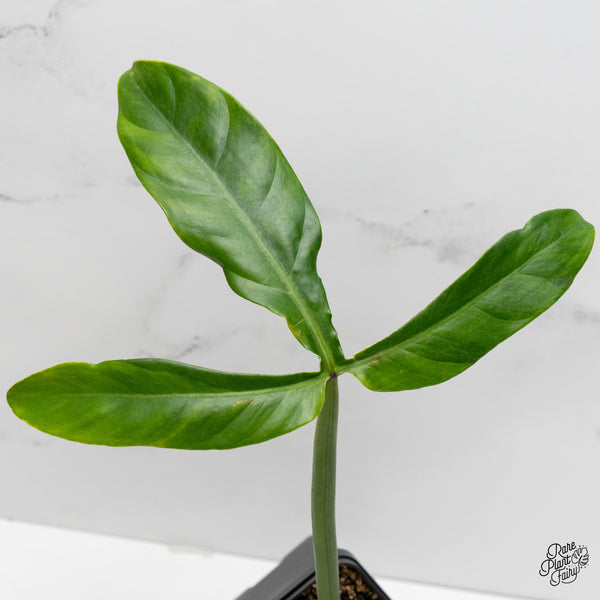 Philodendron Tripartitum variegated (wk2-UK)