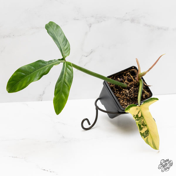 Philodendron Tripartitum variegated (wk2-UK)