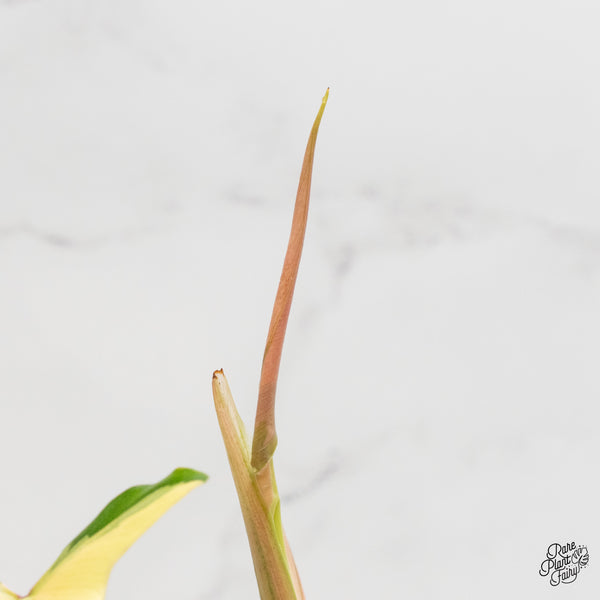 Philodendron Tripartitum variegated (wk2-UK)