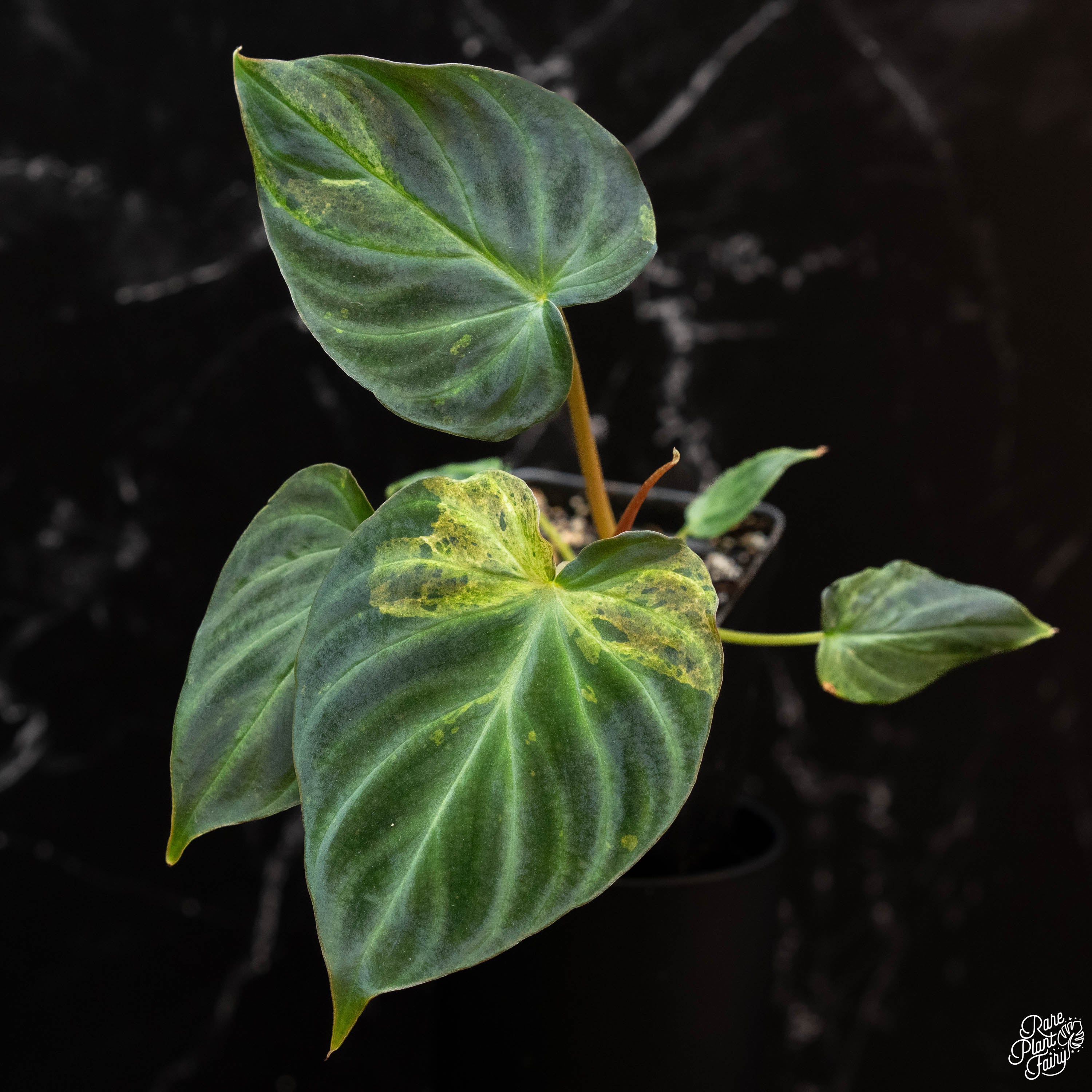 philodendron werneri mature Philodendron verrucosum variegated *Grower's Choice*