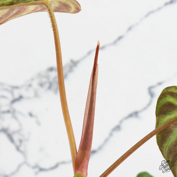 Philodendron Verrucosum Variegated (wk48-A)