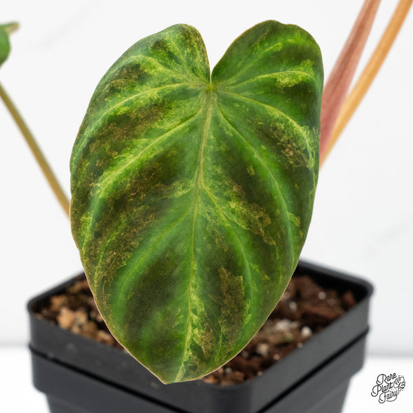 Philodendron Verrucosum Variegated (wk48-A)