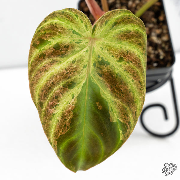 Philodendron Verrucosum Variegated (wk48-A)