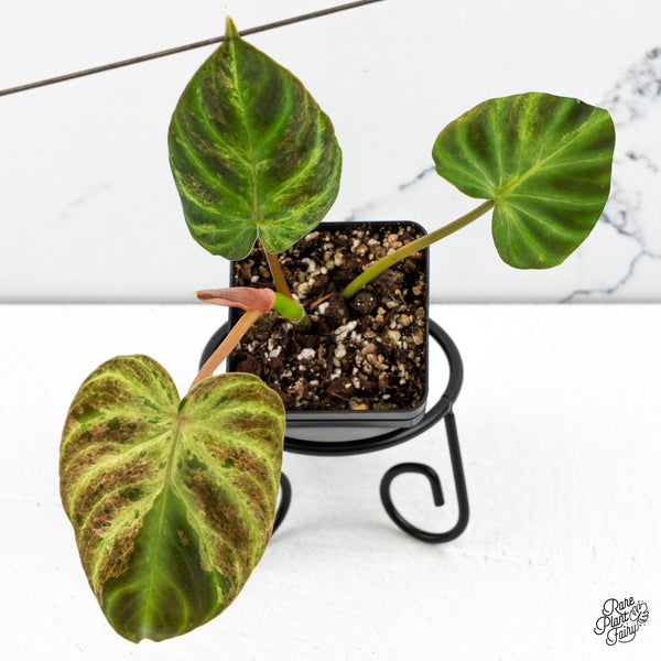 Philodendron Verrucosum Variegated (wk48-A)