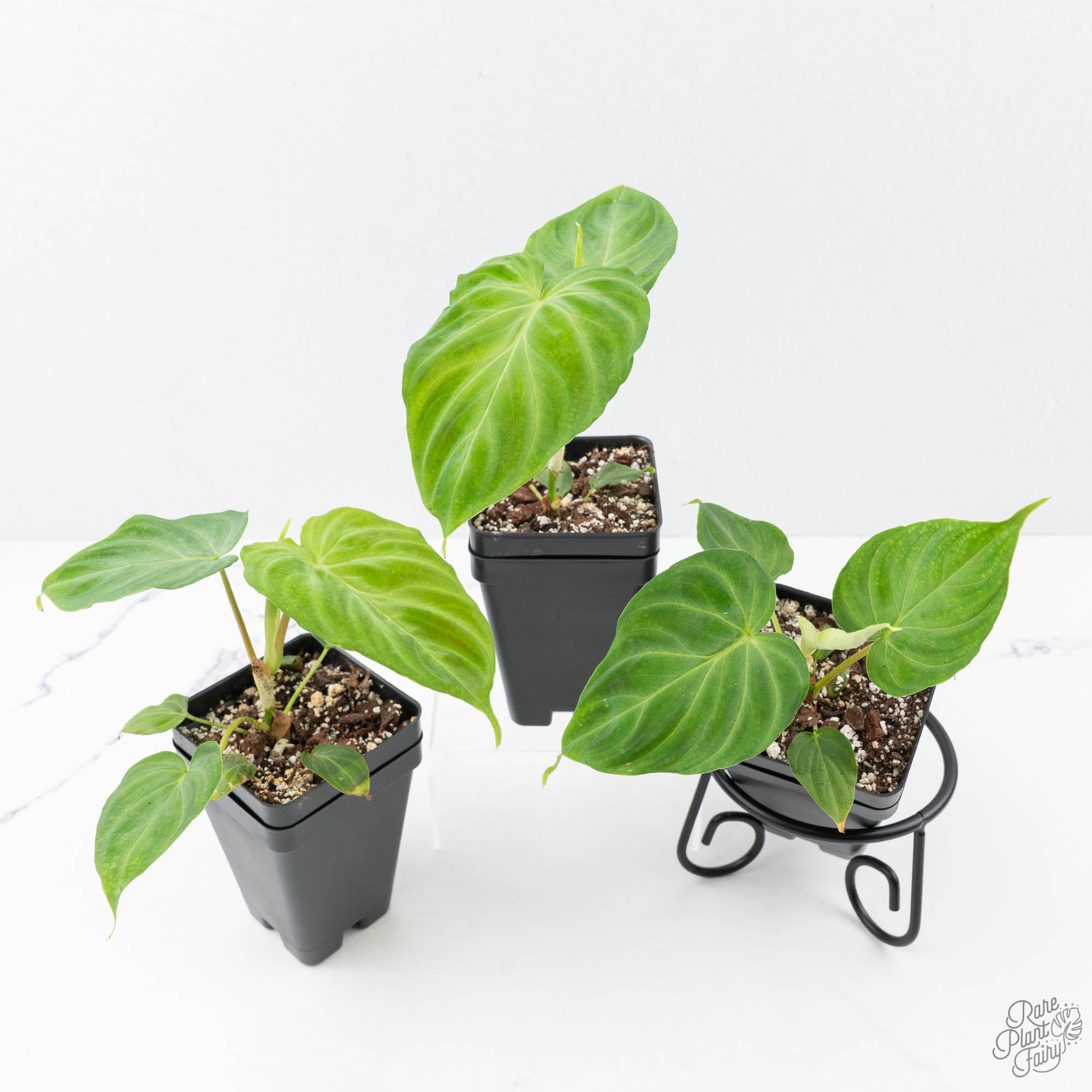 philodendron serpens x verrucosum Philodendron verrucosum x serpens *Grower's Choice* – Rare Plant Fairy