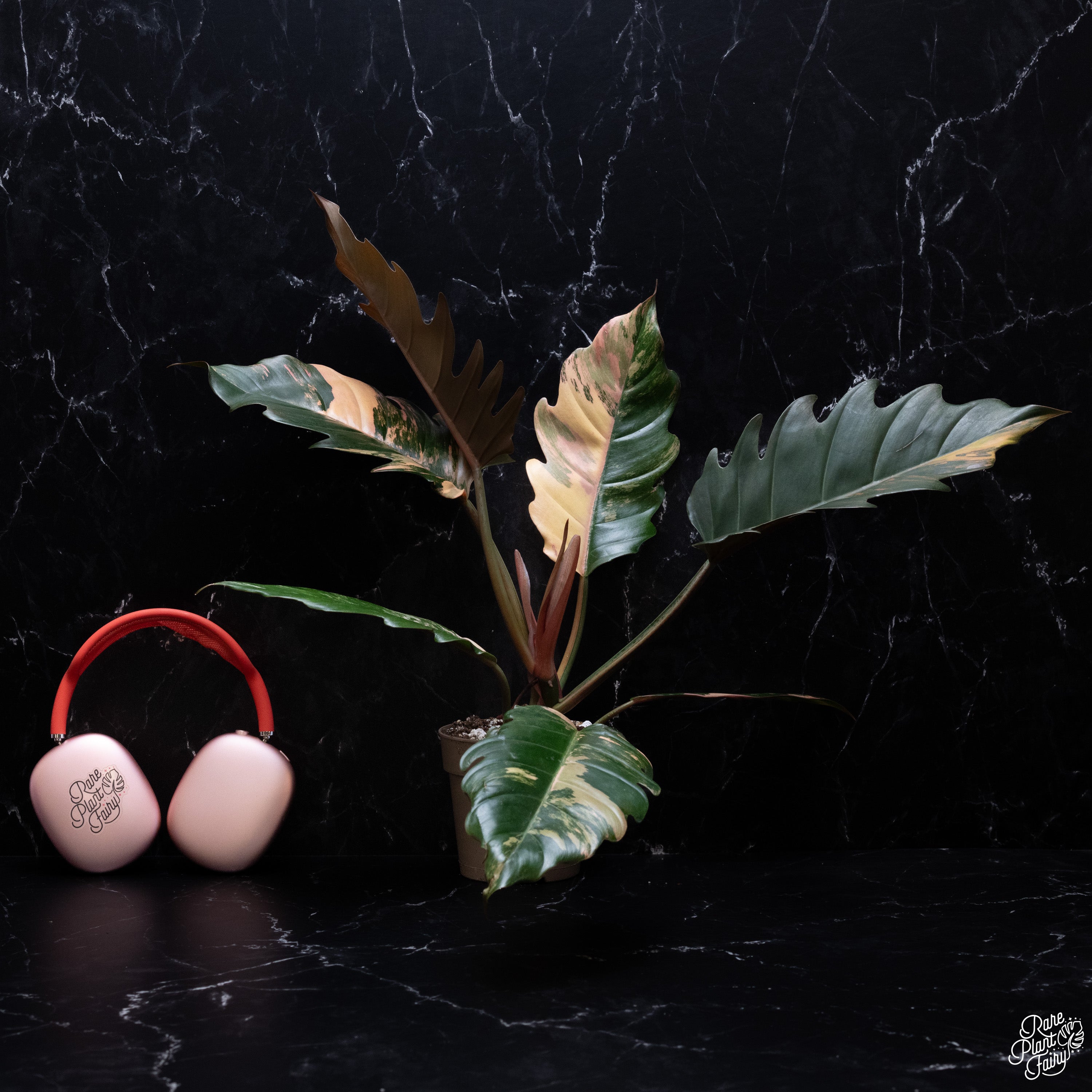 caramel marble philodendron philippines Philodendron 'Caramel Marble' *Grower's Choice* – Rare Plant Fairy