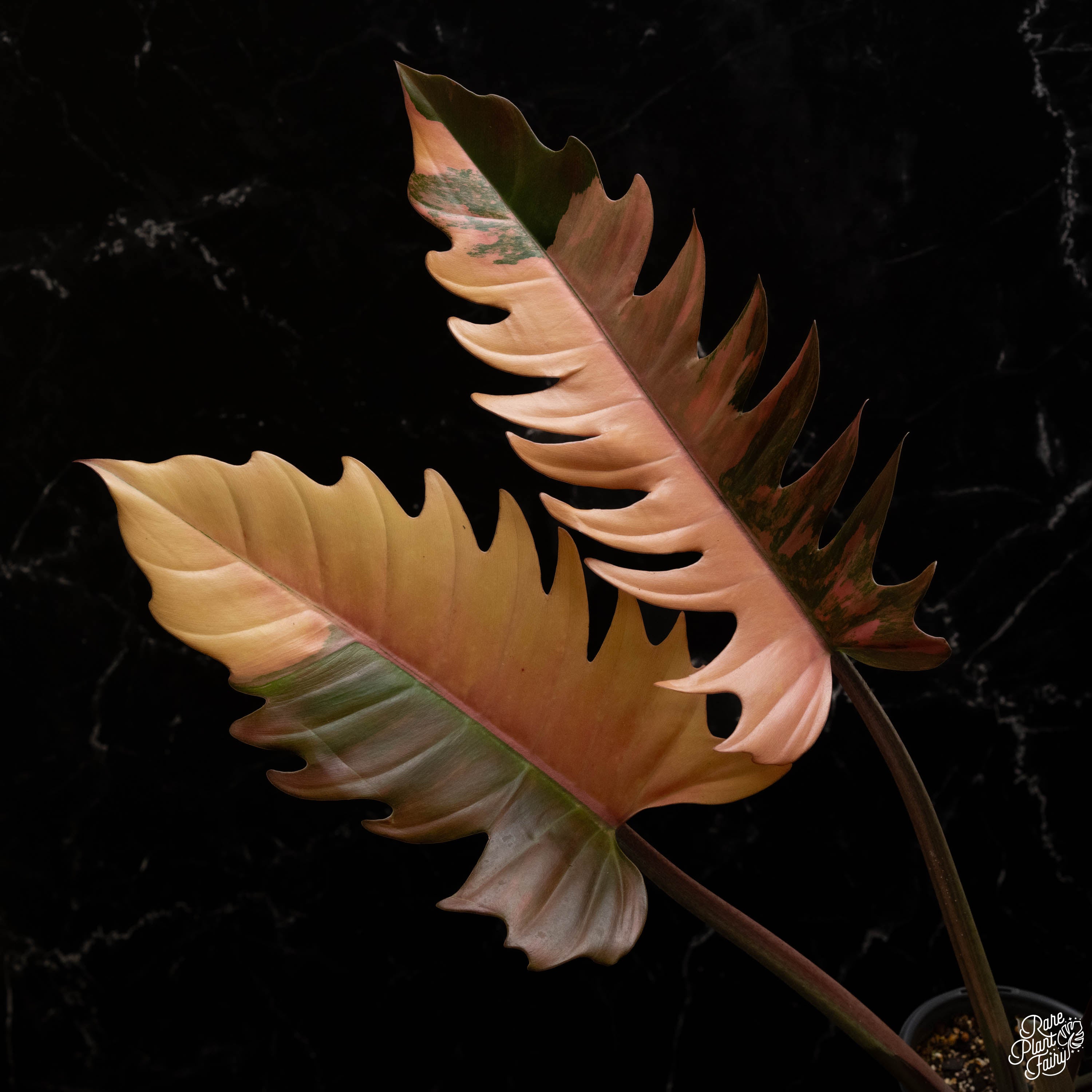 caramel marble philodendron price philippines Philodendron 'Caramel Marble' *Grower's Choice* – Rare Plant Fairy