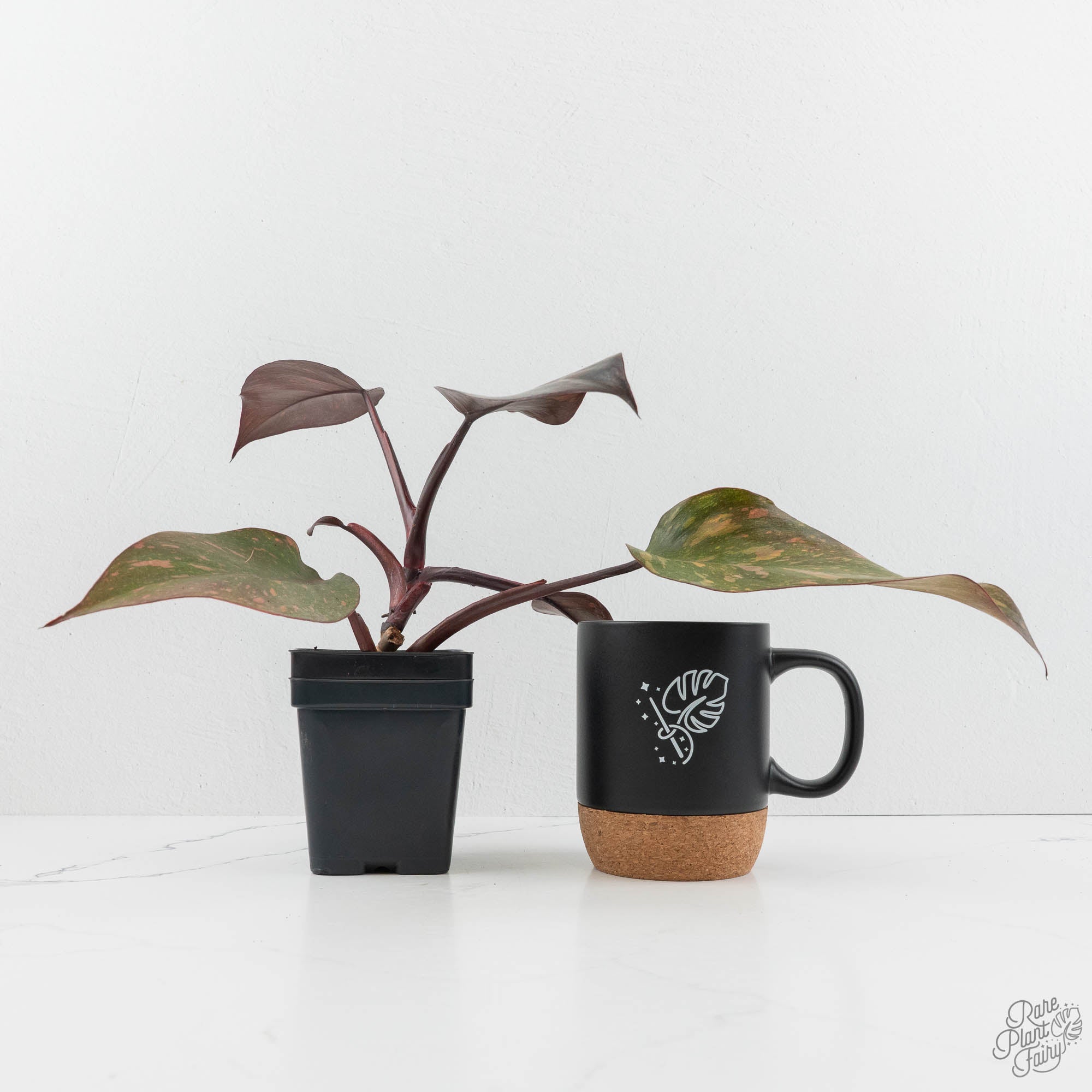 orange princess philodendron care Philodendron 'Orange Princess' *Grower's Choice* Starter